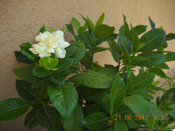 gardenia