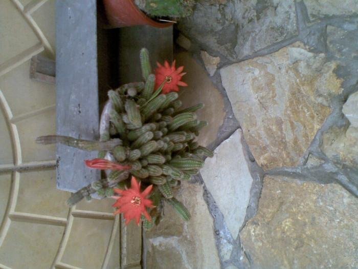 cactus -12/06/2013