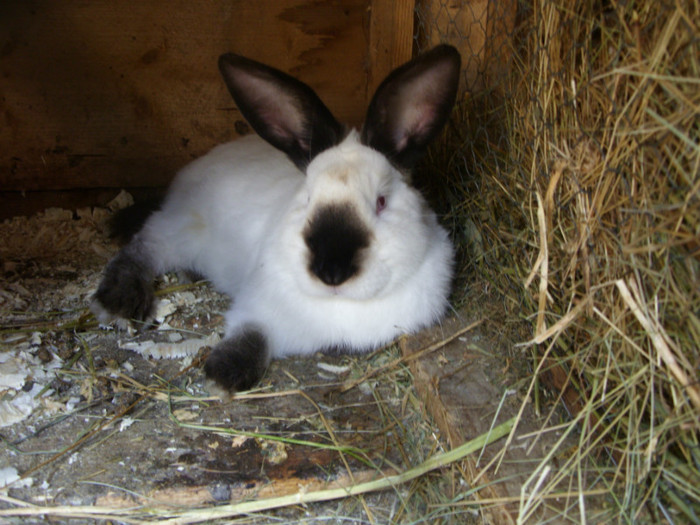 SDC11662 - a a a a a poze 25 06 2012