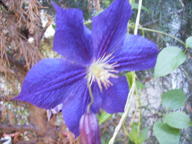 clematis - ultimile flori sfarsit de iunie 2012