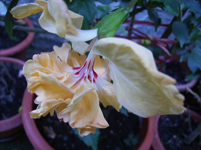 hibiscus - ultimile flori sfarsit de iunie 2012