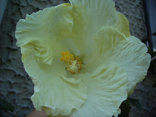 hibiscus - ultimile flori sfarsit de iunie 2012