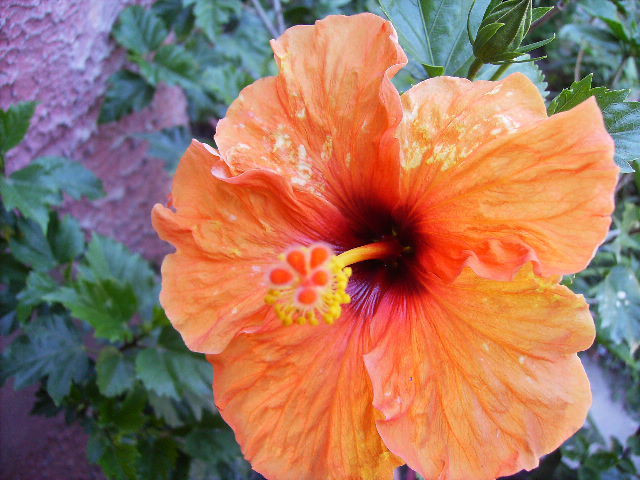 hibiscus - ultimile flori sfarsit de iunie 2012