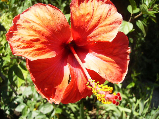 hibiscus - ultimile flori sfarsit de iunie 2012