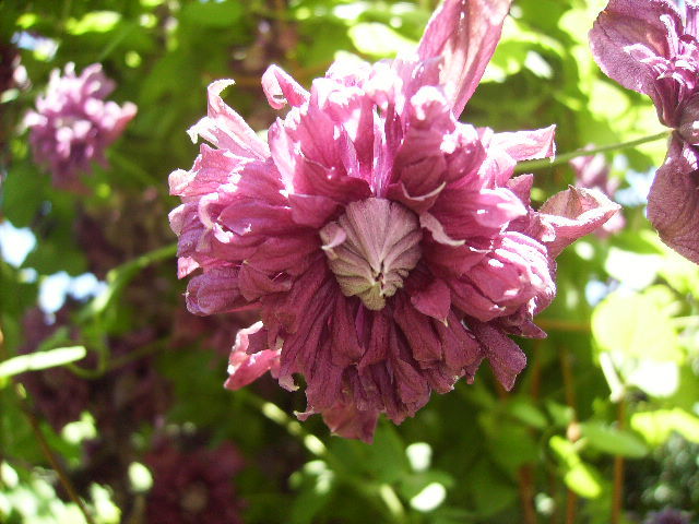 clematis - ultimile flori sfarsit de iunie 2012