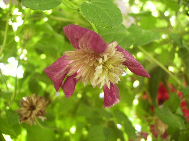 clematis - ultimile flori sfarsit de iunie 2012