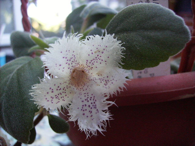 alsobia - ultimile flori sfarsit de iunie 2012