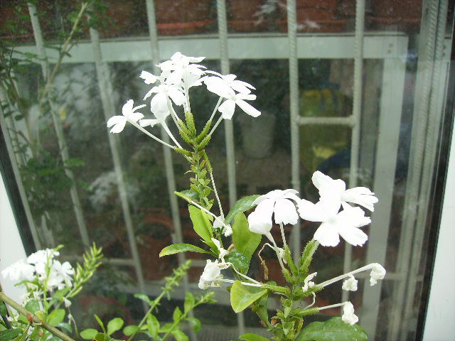 plumbago alb - ultimile flori sfarsit de iunie 2012