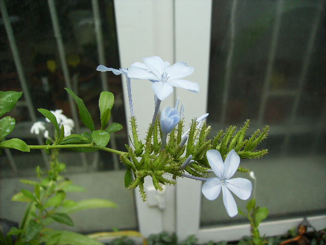 plumbago albastru - ultimile flori sfarsit de iunie 2012