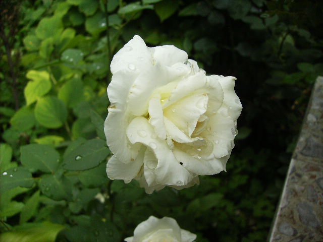 trandafir - ultimile flori sfarsit de iunie 2012