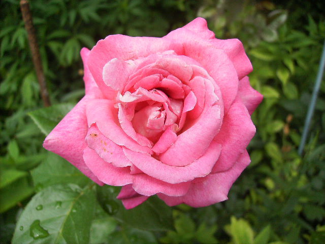trandafir - ultimile flori sfarsit de iunie 2012