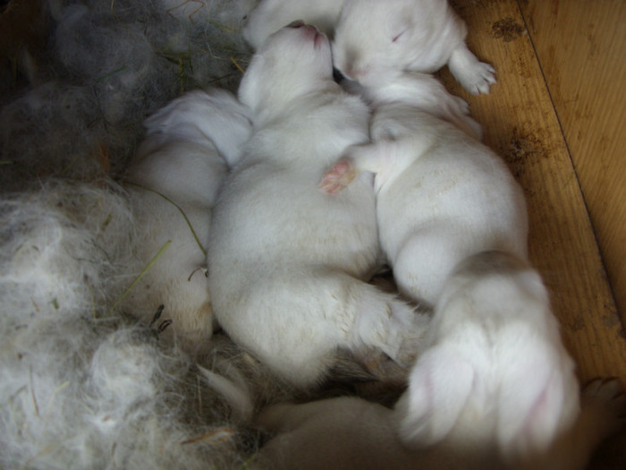 SDC11593 - a a a a a poze 25 06 2012