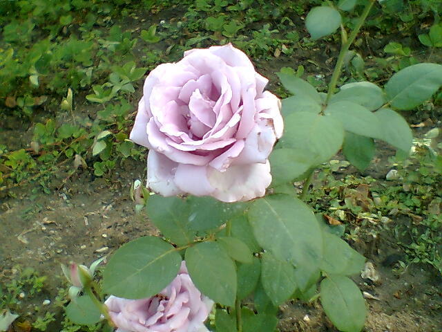 mov lila - trandafiri