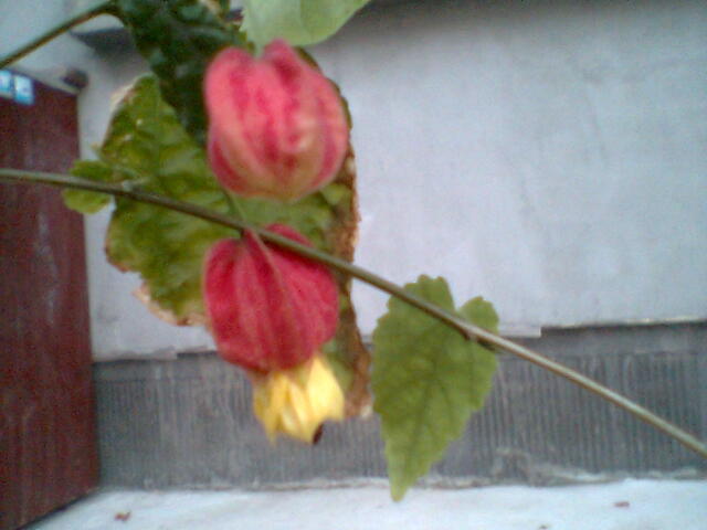 abutilon - abutilon