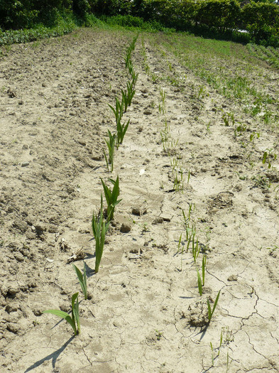 Rand de gladiole - Gradina 2012