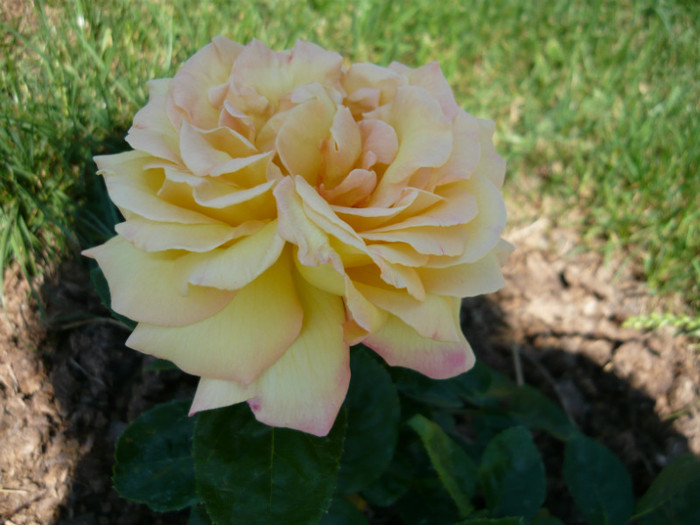 dimineata - TRANDAFIRI 2012-2013-2014