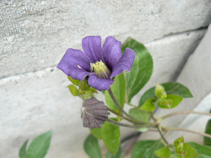 P1020773 - Clematite