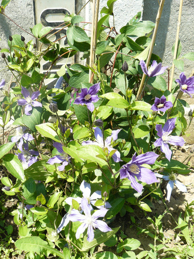 Plina de flori in acest an