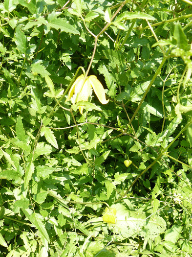 P1020930