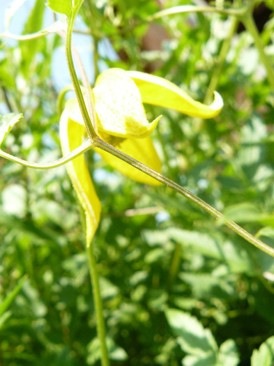 P1020931 - Clematite