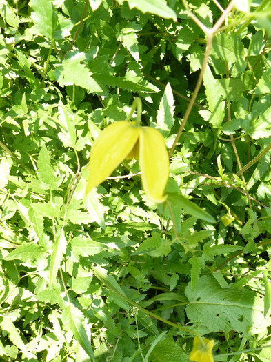 P1020932