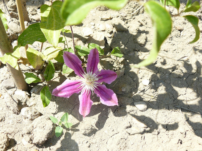 Prima floare de pana acum