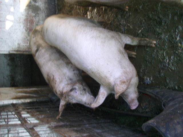 Porci 004