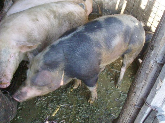 Porci 005