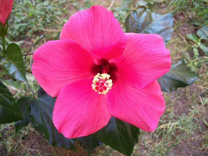 25 iunie 2012 - hibiscus