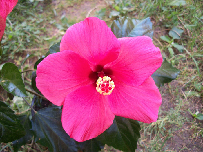 100_0674 - hibiscus