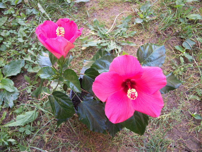 100_0676 - hibiscus