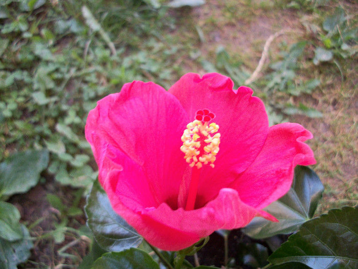100_0675 - hibiscus