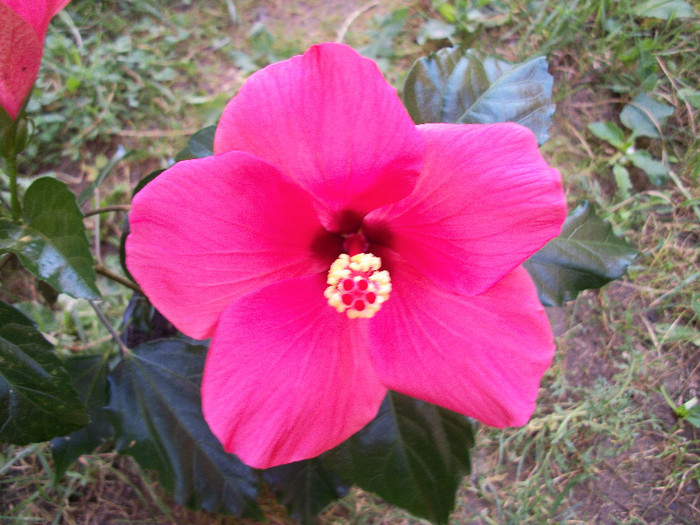 100_0677 - hibiscus
