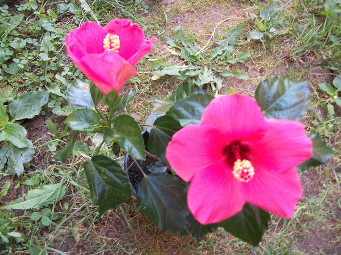 100_0678 - hibiscus