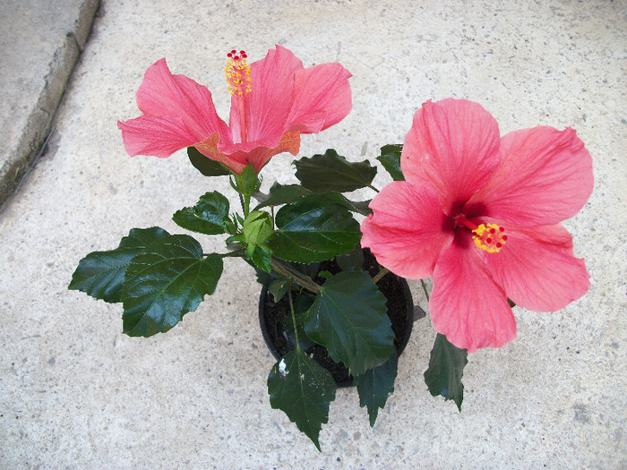 100_0689 - hibiscus