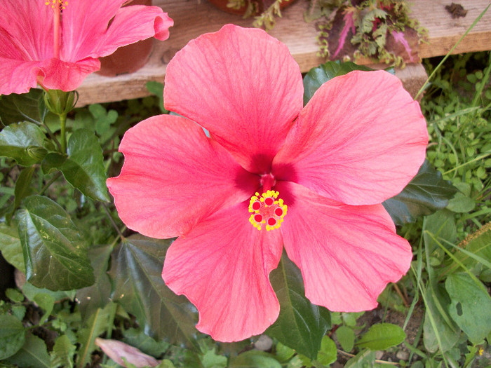 100_0680 - hibiscus