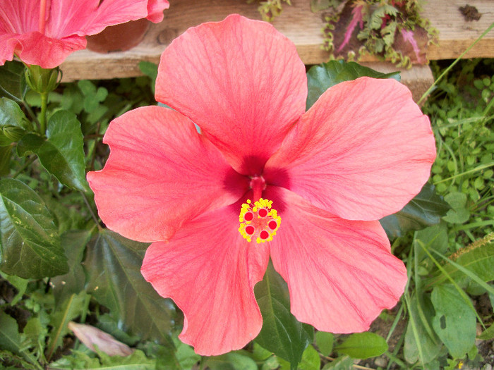 100_0681 - hibiscus