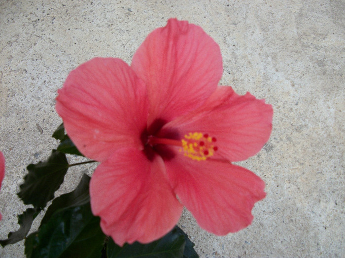 100_0682 - hibiscus