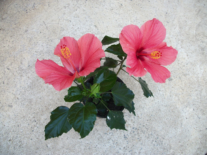 100_0684 - hibiscus