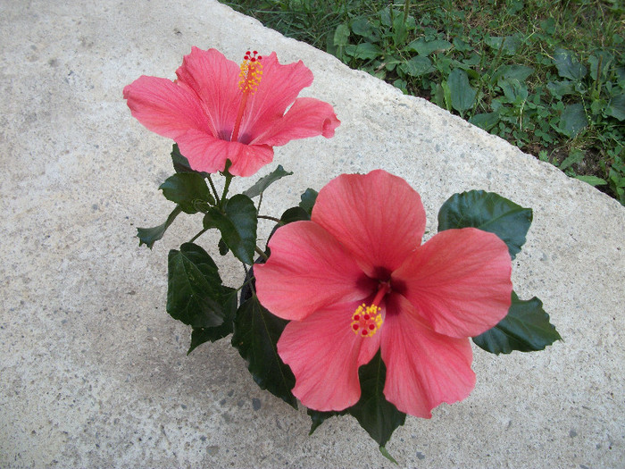100_0685 - hibiscus
