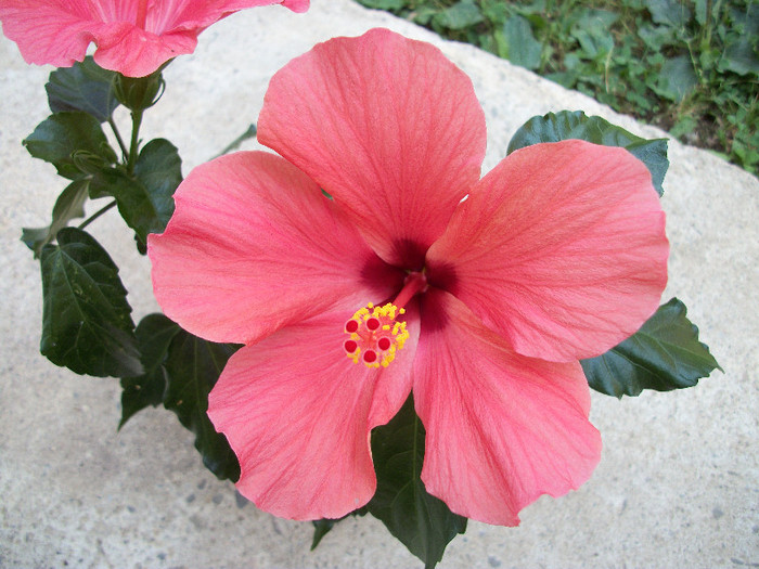 100_0687 - hibiscus