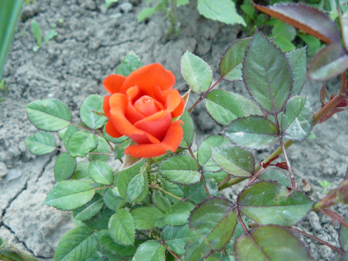 P1020980