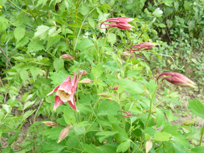 P1020787