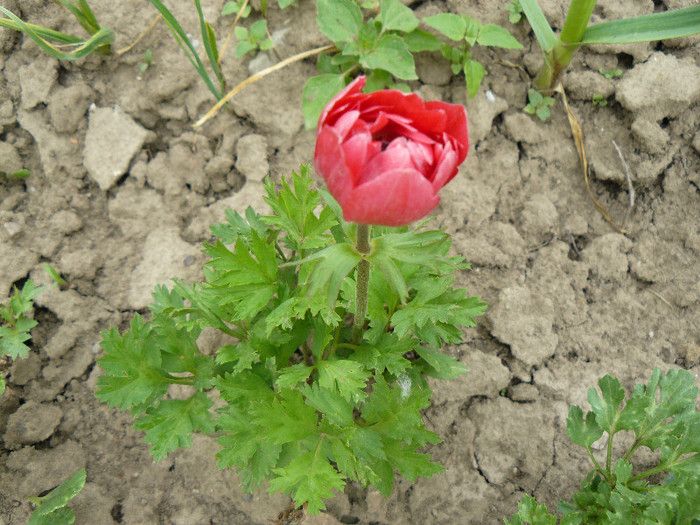 P1020776 - Anemone