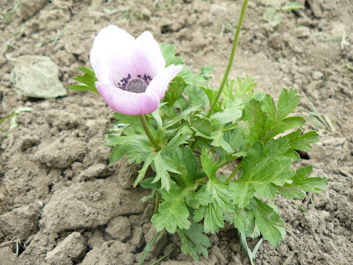 P1020778 - Anemone