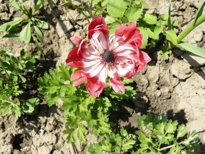 P1020818 - Anemone