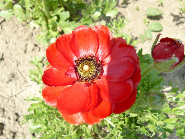 P1020948 - Anemone