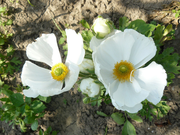 P1020954 - Anemone