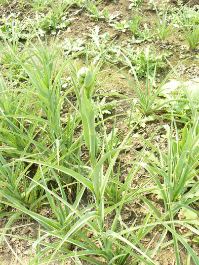 Inceput de tije florale