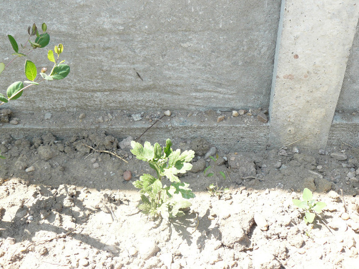 P1030016 - Crizanteme